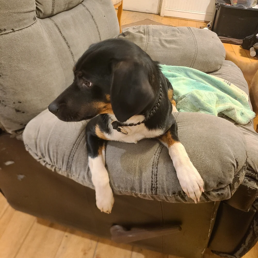 Just pictures of the dogs